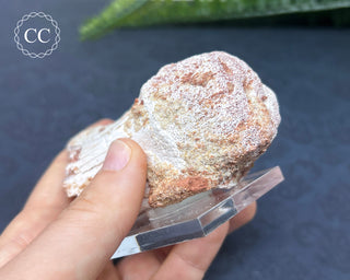 Spinosaur Vertebrae Fossil #1