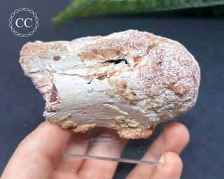 Spinosaur Vertebrae Fossil #1