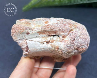 Spinosaur Vertebrae Fossil #1