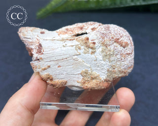 Spinosaur Vertebrae Fossil #1