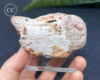 Spinosaur Vertebrae Fossil #1