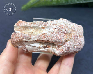 Spinosaur Vertebrae Fossil #1