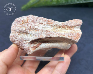 Spinosaur Vertebrae Fossil #1