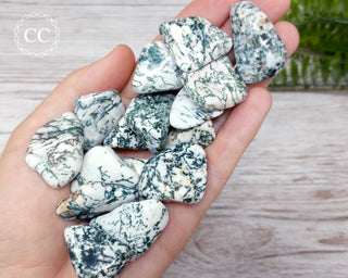 Tree Agate Tumbled Crystal