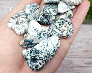Tree Agate Tumbled Crystal