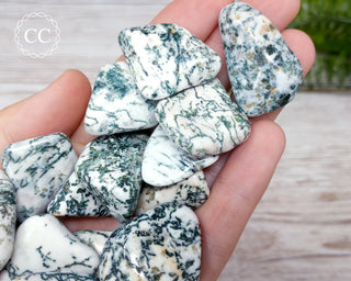 Tree Agate Tumbled Crystal