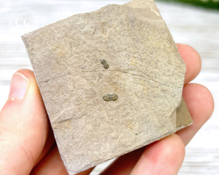 Trilobite on Shale - Utah #1