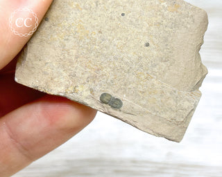 Trilobite on Shale - Utah #2