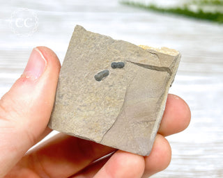 Trilobite on Shale - Utah #3