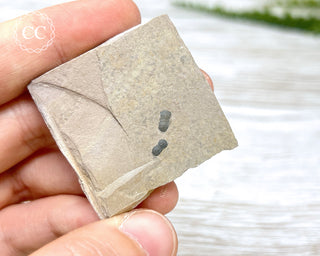 Trilobite on Shale - Utah #3