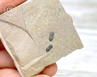 Trilobite on Shale - Utah #3