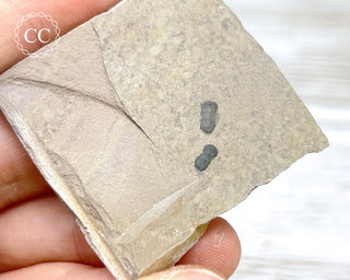 Trilobite on Shale - Utah #3