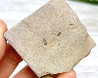 Trilobite on Shale - Utah #1