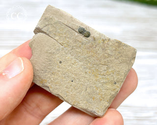 Trilobite on Shale - Utah #2