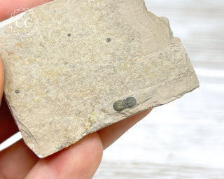 Trilobite on Shale - Utah #2