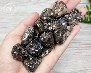 Turritella Agate Tumbled Crystals in hand