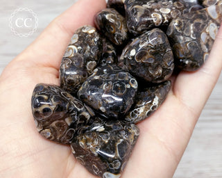Turritella Agate Tumbled Crystal
