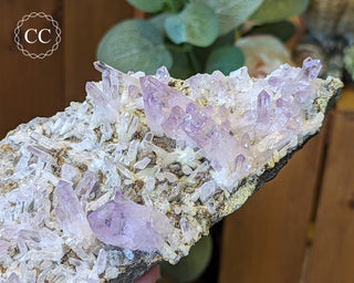 Large Vera Cruz Amethyst Cluster #1