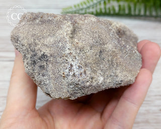 Whale Bone Fossil #4