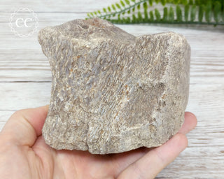 Whale Bone Fossil #3