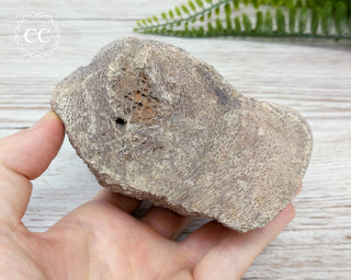 Whale Bone Fossil #3