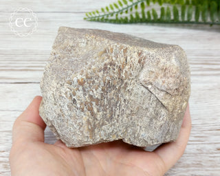 Whale Bone Fossil #3