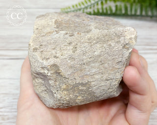 Whale Bone Fossil #3