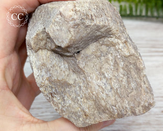 Whale Bone Fossil #3