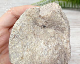 Whale Bone Fossil #3