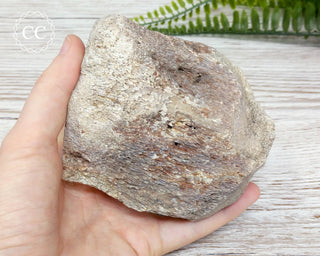 Whale Bone Fossil #4