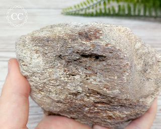 Whale Bone Fossil #4