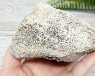 Whale Bone Fossil #4