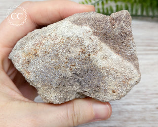 Whale Bone Fossil #4
