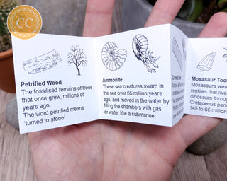 Fossil Collector Pack