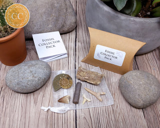 Fossil Collector Pack