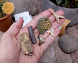 Fossil Collector Pack