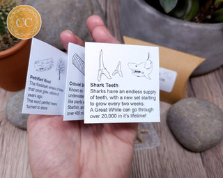 Fossil Collector Pack