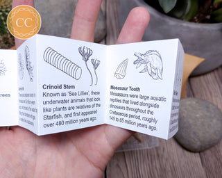 Fossil Collector Pack