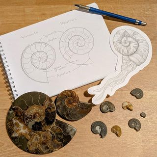 Fossil Friday: Ammonites vs Nautilus