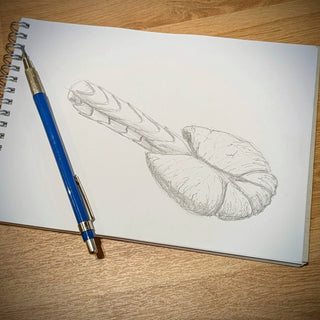 Pencil sketch showing an Ankylosaurus tail club