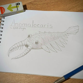 Pencil Sketch Showing Anomalocaris