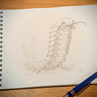 Pencil sketch showing Arthropleura rearing up