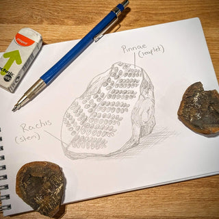 Fossil Friday: Fossil Ferns