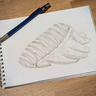 Pencil sketch of a mammoth tooth showing enamel patterns