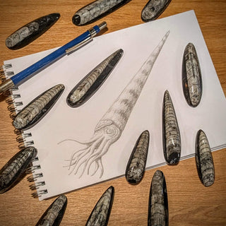 Fossil Friday: Orthoceras