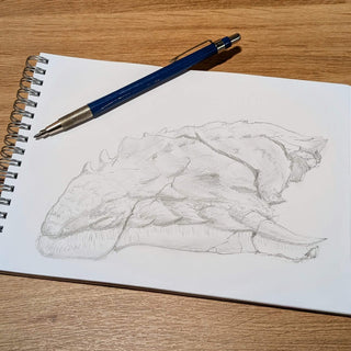Sketch of Borealopelta fossil from the Tryel Museum in Canada