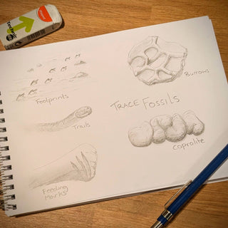 Fossil Friday: Trace Fossils