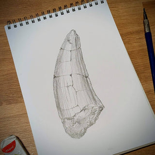 Pencil Sketch of a T-rex Tooth on a sketchbook