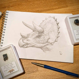 Fossil Friday: Triceratops