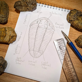 Fossil Friday: Trilobites